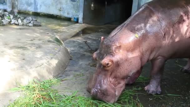 Zbliżenie hipopotama śpiącego pod wodą - Materiał filmowy, wideo