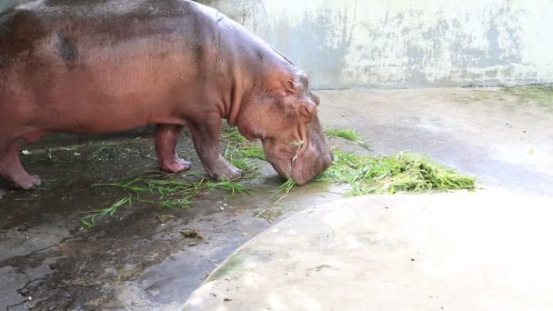 Zbliżenie hipopotama śpiącego pod wodą - Materiał filmowy, wideo