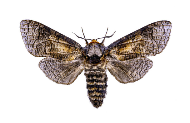 Cossus cossus Schmetterling auf isoliertem weißem Hintergrund - Foto, Bild