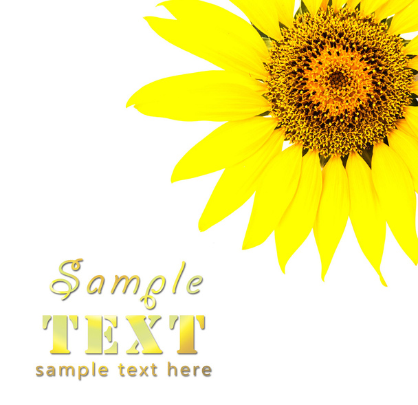 gelbe Sonnenblume - Foto, Bild