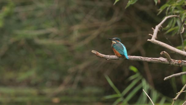 Common Kingfisher in wetland forest - Footage, Video