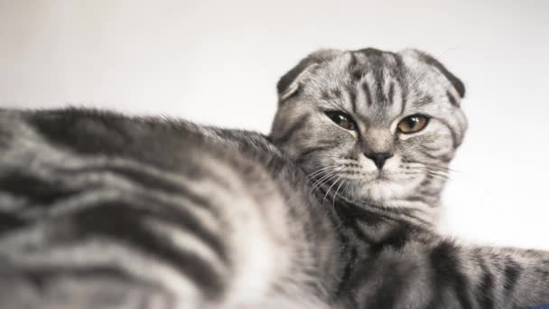 happy cat lies and looks into the camera lens. close-up. beautiful british scottish fold cat. pet rests in the room. beautiful tabby cat. - Séquence, vidéo