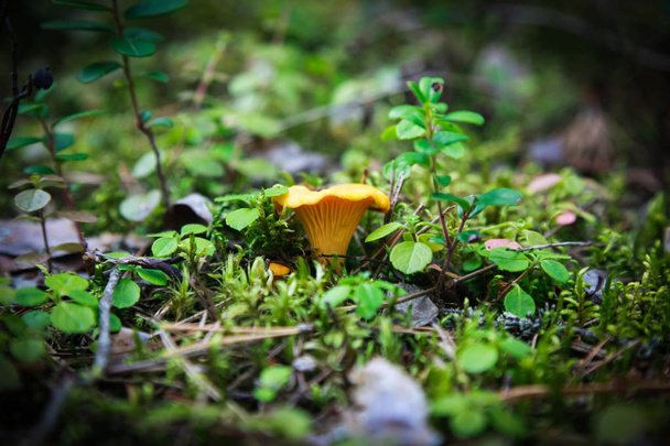 El hongo chanterelle amarillo en musgo verde
 - Foto, imagen