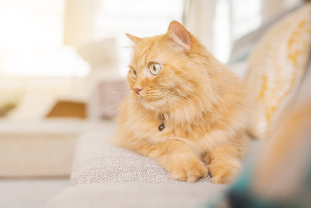 Hermoso jengibre pelo largo gato acostado en el sofá en un día soleado en casa
 - Foto, imagen