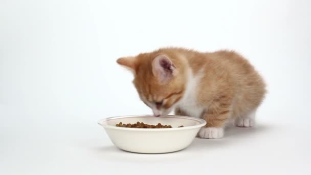 ładny pomarańczowy kotek jedzenie na białym tle - Materiał filmowy, wideo