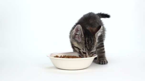Cute tiger striped kitten eating food on white - Footage, Video