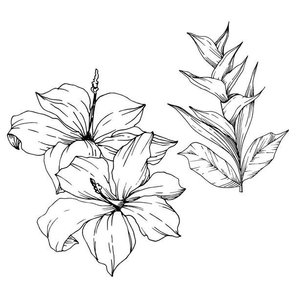 Vektor tropische Blüten und Blätter isoliert. Schwarz-weiß gestochene Tuschekunst. isolierte Anlage Illustrationselement. - Vektor, Bild