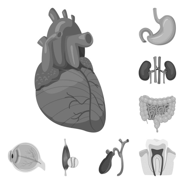 Vector illustration of body and human logo. Set of body and medical stock vector illustration. - Vektor, obrázek