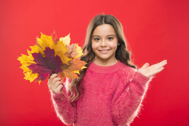 What a beauty. girl child in sweater. Autumn mood. autumn kid fashion. Weather change. fall season. fallen leaves bunch. school time. childhood happiness. happy small girl with maple leaf - Photo, Image