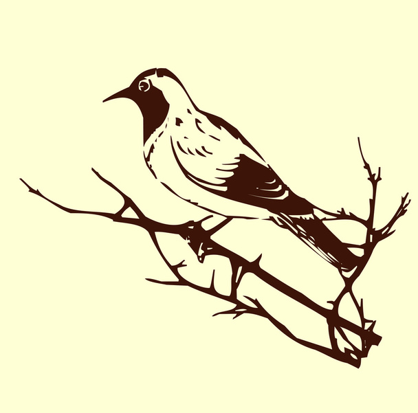 Pájaro - Vector, imagen