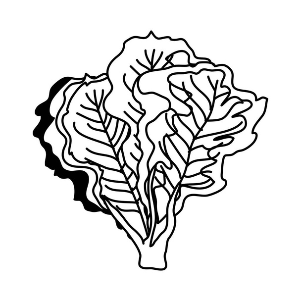 lechuga fresca naturaleza vegetal icono
 - Vector, imagen