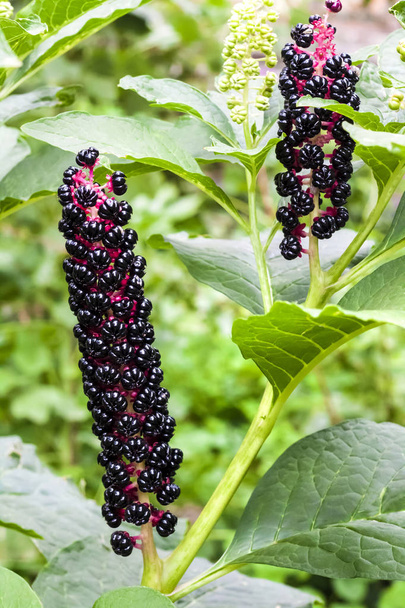 Phytolacca (known as pokeweeds, pokebush, pokeberry, pokeroot or poke sallet) berries and foliage closeup - Photo, Image