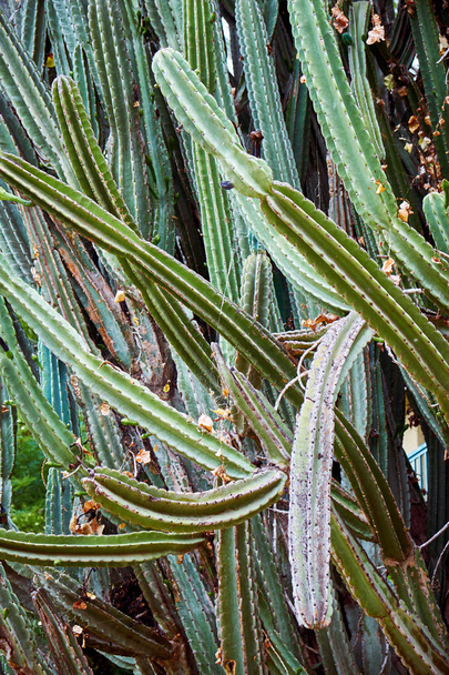 large cactus close-up - Фото, зображення