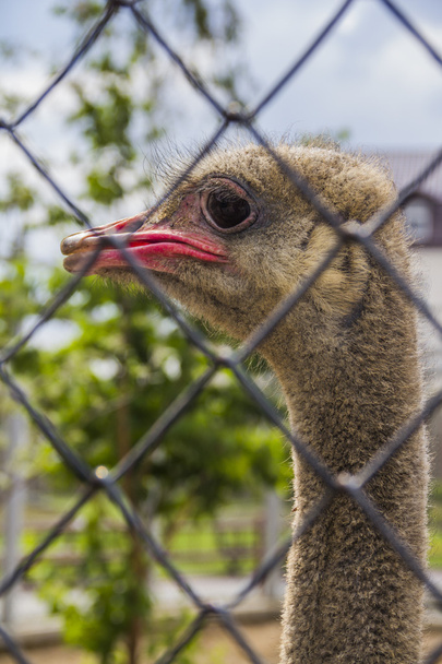 güzel komik devekuşu - Fotoğraf, Görsel