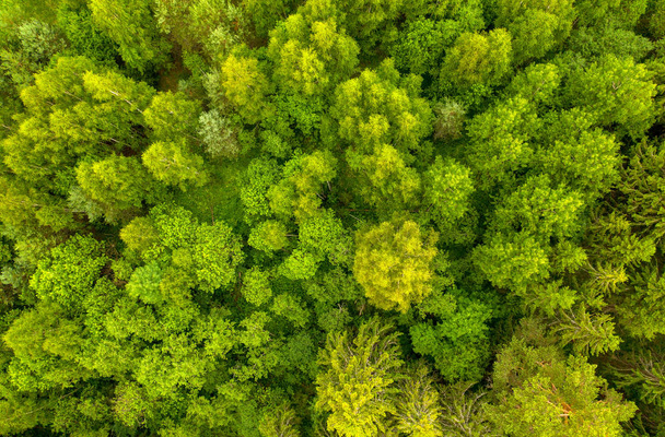 Beautiful spring forest as background. Aerial top view - Foto, Imagem
