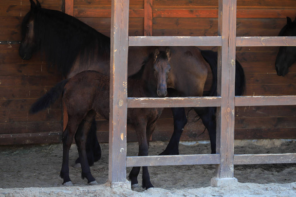Little baby horse with mom - 写真・画像