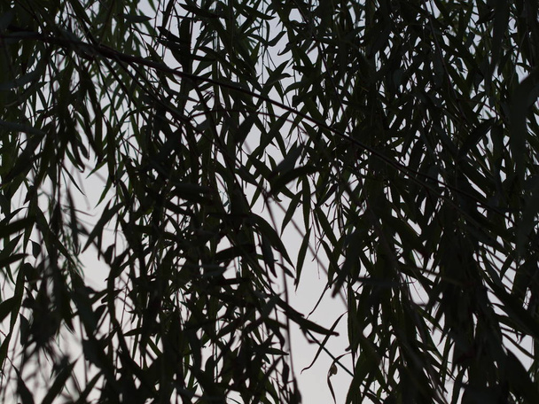 Under Expose Salix Babylonica Leaf. From Riverside Garden in Tia - Photo, Image