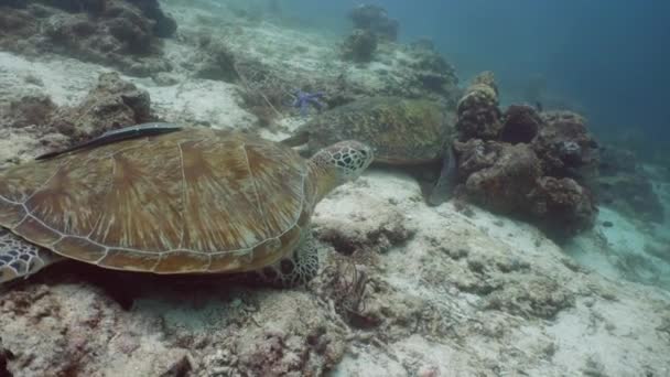 Filipinler 'de Yeşil Deniz Kaplumbağası. - Video, Çekim