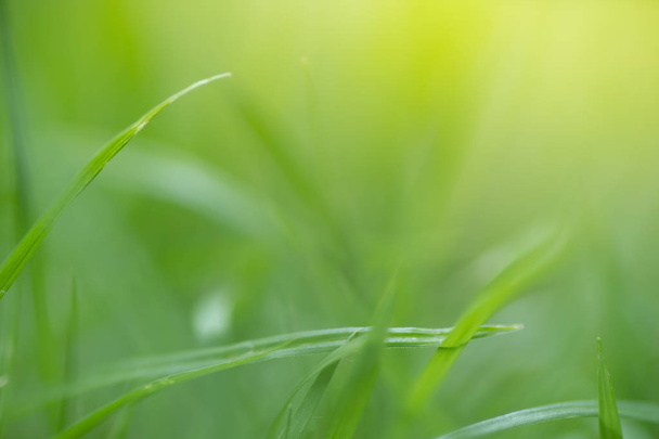 miękkie ostrości zbliżenie góry trawy na zielone tło. Makro Phot - Zdjęcie, obraz