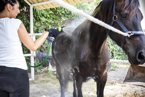  Horse bath. A woman cleans a horse. Horse care. - Foto, imagen