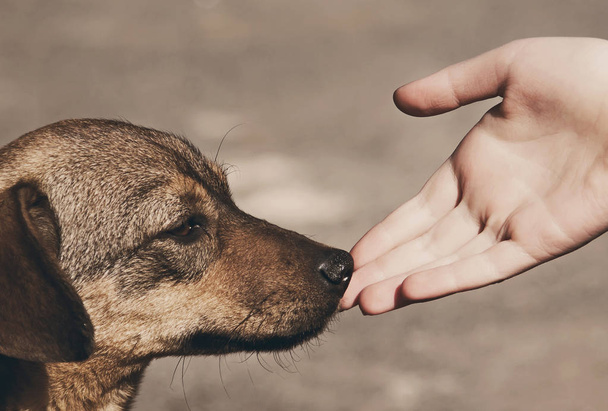 Child hand and lonely homeless dog - Photo, Image