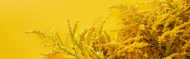 panoramic shot of goldenrod bunch isolated on yellow - Fotoğraf, Görsel