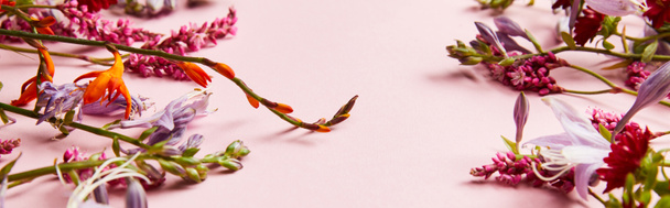 ピンクの背景に多様な野生の花のパノラマショット - 写真・画像