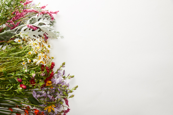 Top uitzicht van wilde bloemen en kruiden op witte achtergrond - Foto, afbeelding