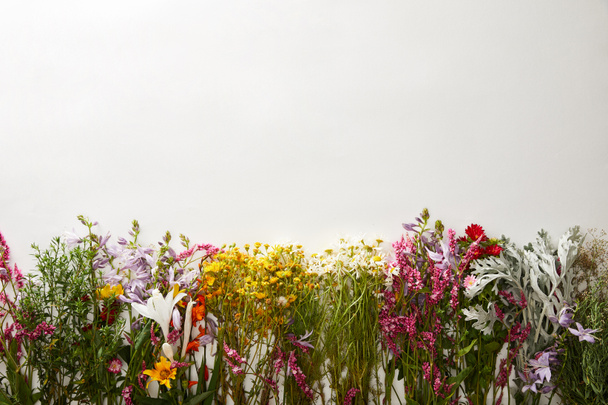 вид зверху на дикі квіти на білому тлі з пробілом для копіювання
 - Фото, зображення