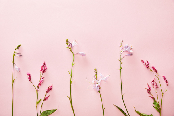 vista dall'alto di campanule e fiori selvatici su sfondo rosa con spazio copia
 - Foto, immagini