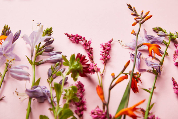 twigs of wildflowers on pink background - Photo, Image