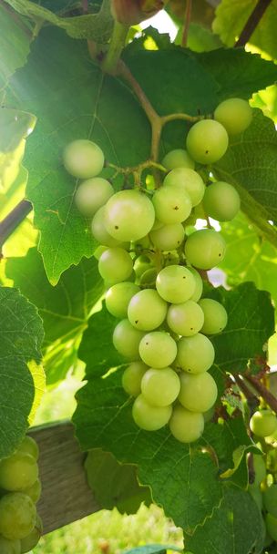 Zblízka na hromadu zelených vinných hroznů v vinici, přes listí, z něhož svítí sluneční paprsek. Evropské vinařství - Fotografie, Obrázek