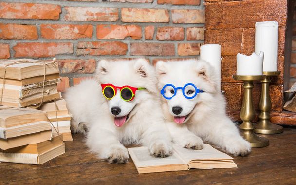 Dwa białe puszyste psy szczenięta z książki - Zdjęcie, obraz
