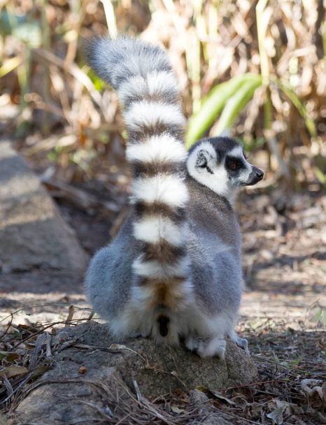 Słynny Madagaskar Maki Lemur, pierścień tailed Lemur. - Zdjęcie, obraz