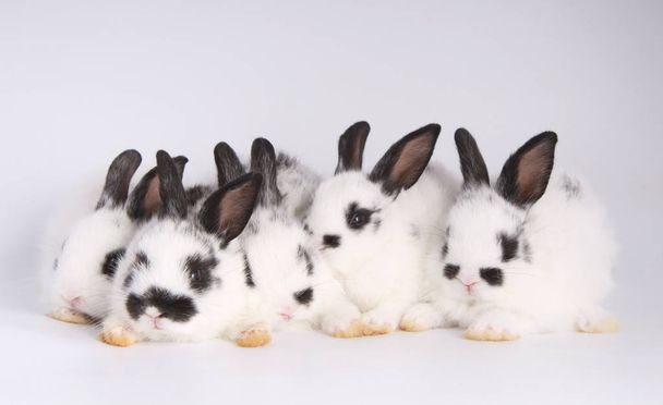 Bebês adoráveis coelhos no fundo branco. Jovens coelhinhos bonitos em ação. Bonitos animais de estimação com cabelo macio. Páscoa adorável pequenos coelhos
 - Foto, Imagem