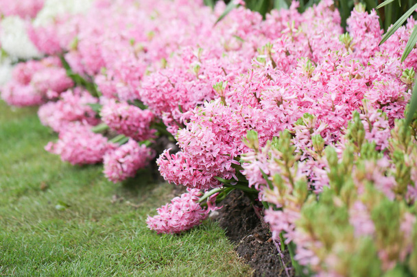 Jacintos en el jardín, rosa, blanco, púrpura maravilla olía flores plantadas en maceta pequeña. Famoso por hacer perfumes
 - Foto, Imagen