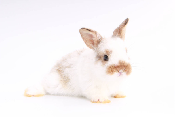 Baby adorable rabbit on white background. Young cute bunny in action. Lovely pet with fluffy hair. Easter has rabbit as symbol celebration.  - Photo, Image
