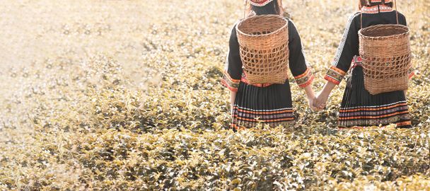 Hmong, Asian tribe  woman working in green tea farmland, in traditional black custume with basket - 写真・画像