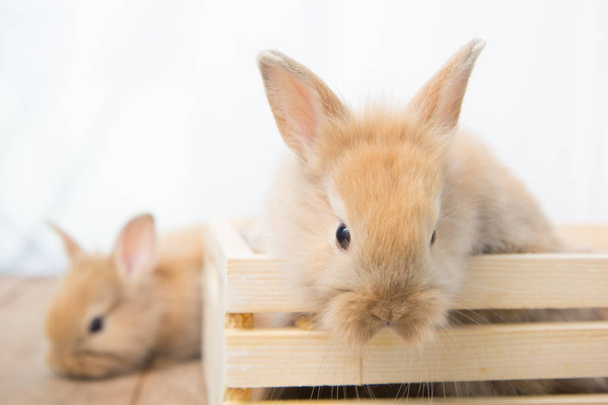 Brown cute baby rabbits on wood table. Adorable young bunnies in lovely action. Famous small pets. - Photo, Image