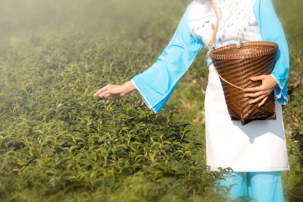 Mujer china Yunnan que trabaja en terrenos de cultivo de té verde, en el tradicional cuco azul con cesta. - Foto, Imagen
