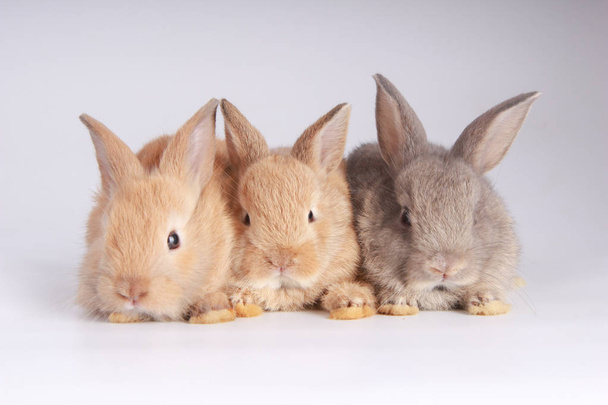 Bébés adorables lapins sur fond blanc. Jeunes lapins mignons en action. Beaux animaux avec les cheveux pelucheux. Pâques adorables petits lapins
 - Photo, image