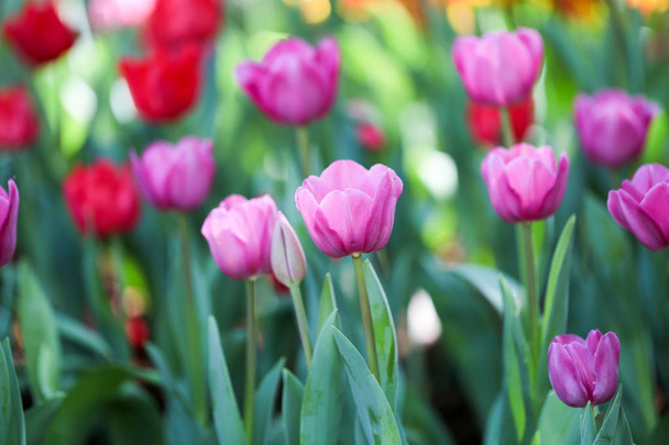 Tulipes fraîches colorées et belles avec des feuilles vertes dans le parc
  - Photo, image