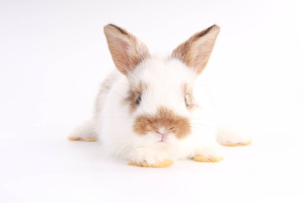 Baby adorable rabbit on white background. Young cute bunny in action. Lovely pet with fluffy hair. Easter has rabbit as symbol celebration.  - Foto, Imagem