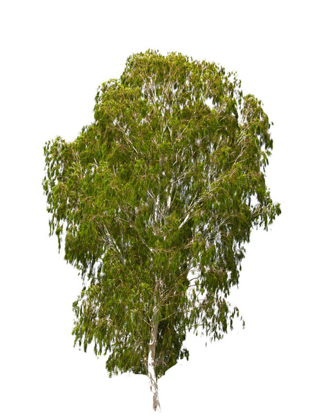Green tree isolated on white background - Photo, Image