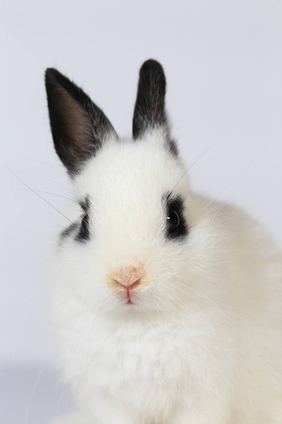 Adorable white and black small Netherlands dwarf rabbit or ND bunny on white background - Photo, Image