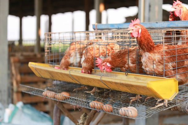 Куриная ферма ест куриную еду на ферме. Курица производит свежие яйца на подносе под клеткой . - Фото, изображение