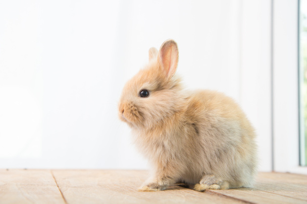 Coniglio bambino carino marrone sul tavolo di legno. Adorabile giovane coniglietto in bella azione. Famoso piccolo animale domestico. - Foto, immagini