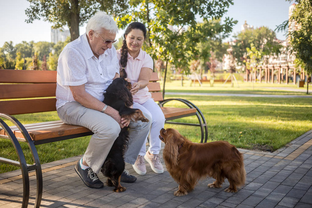 Glückliches Senioren-Paar spielt mit seinen Hunden. - Foto, Bild