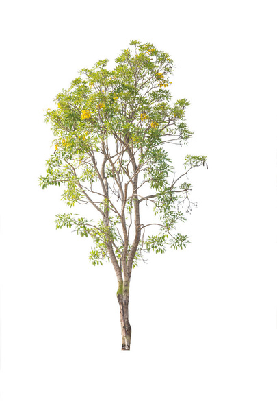 Ізольоване дерево на білому тлі. Велике дерево з коричневими стеблами
 - Фото, зображення