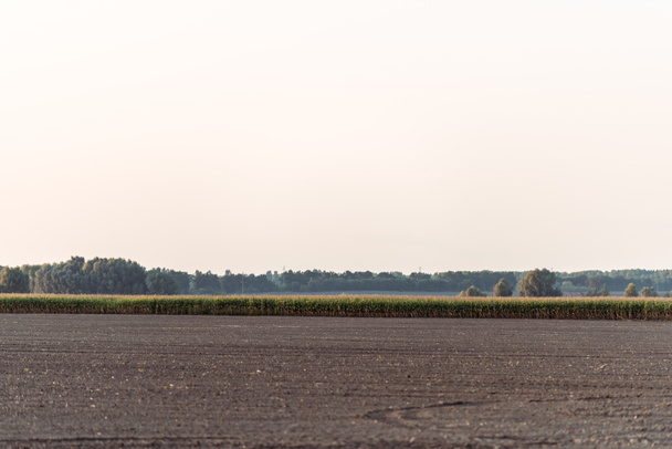 ground near corn field and green trees against sky  - Fotoğraf, Görsel
